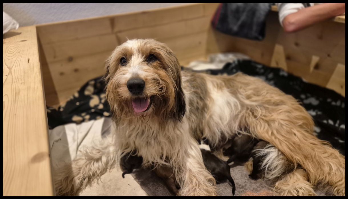 D-Wurf-von-der-Straubenhalde-2025